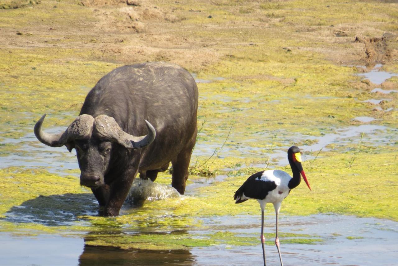 Crocodile Bridge Safari Lodge Коматипорт Экстерьер фото