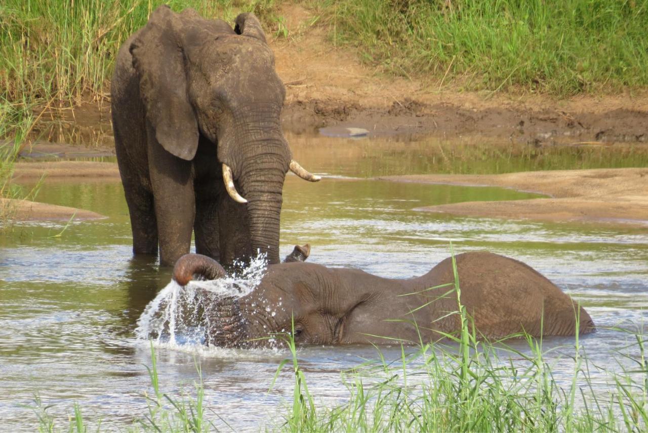 Crocodile Bridge Safari Lodge Коматипорт Экстерьер фото